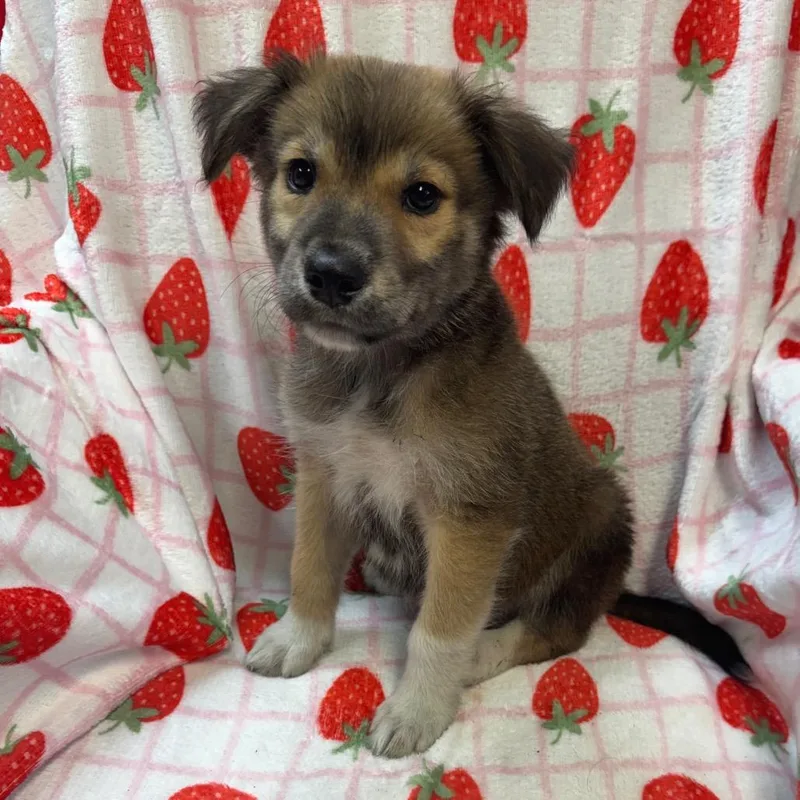 A baby small-sized male White / Cream Mixed Breed dog named Boots for adoption in Kittanning, PA