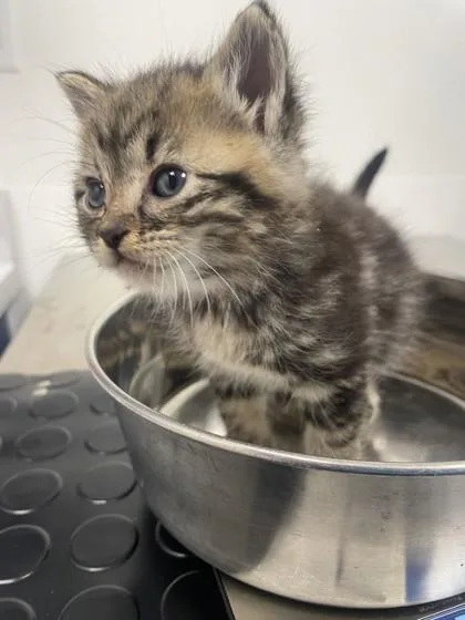 A baby small-sized male Domestic Short Hair cat named Pika for adoption in Roseville, CA