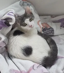 A baby medium-sized female Tabby cat named Lucy for adoption in Raleigh, NC