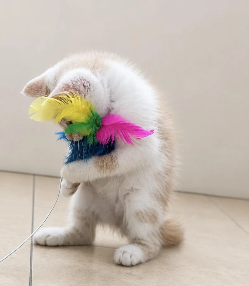 A baby medium-sized male Orange & White Domestic Short Hair cat named Butterbean for adoption in Gardena, CA