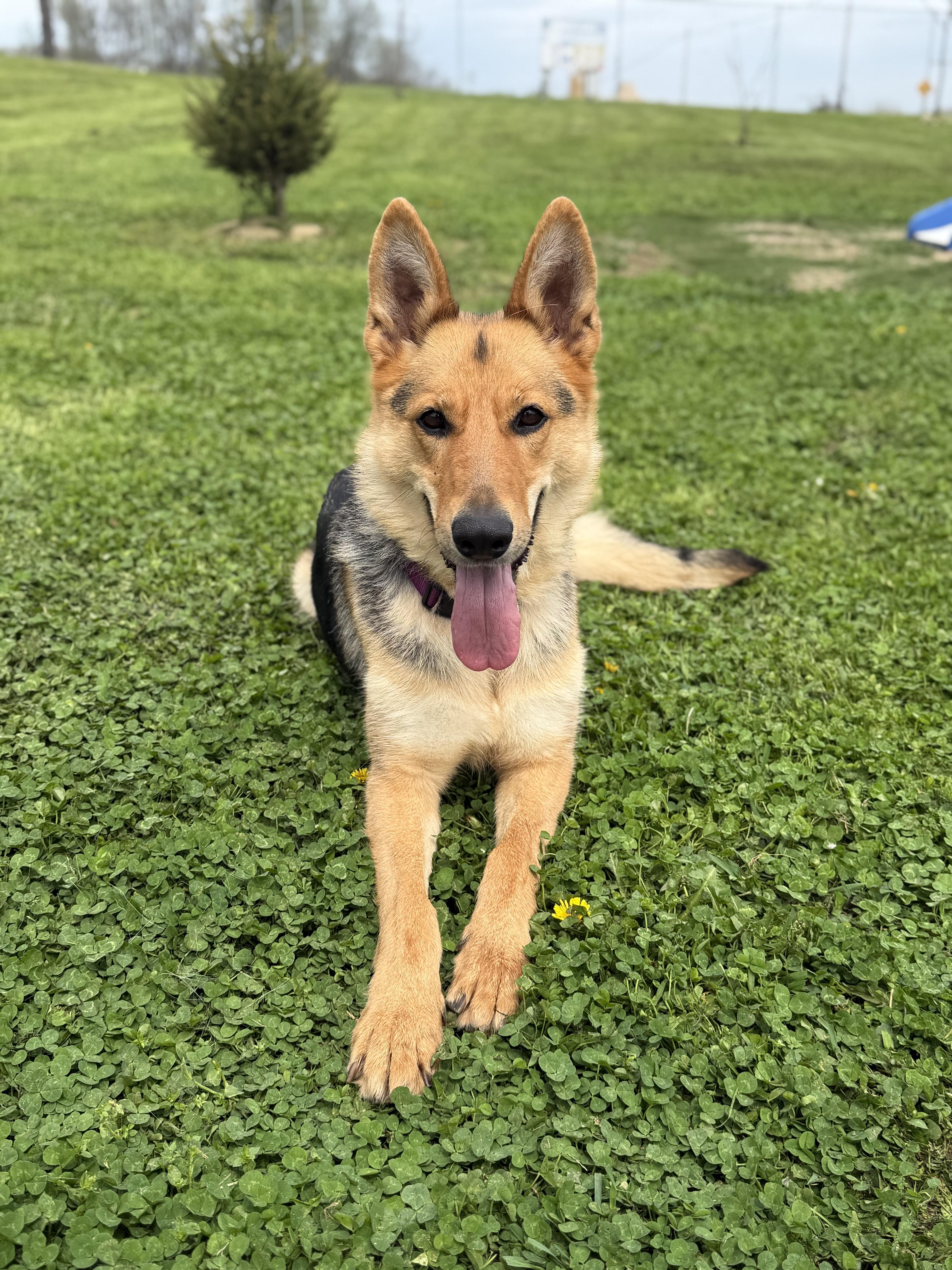 An adult large-sized female German Shepherd Dog dog named Kalli for adoption in Millersburg, OH