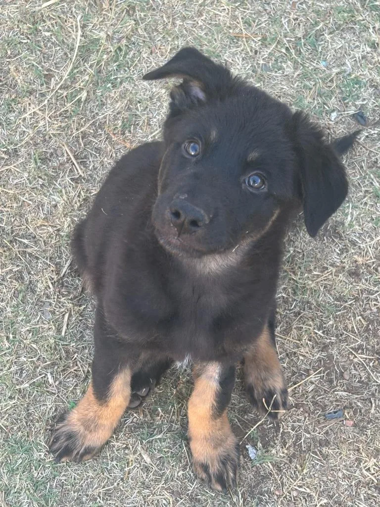 Bonnaroo thumbnail 2