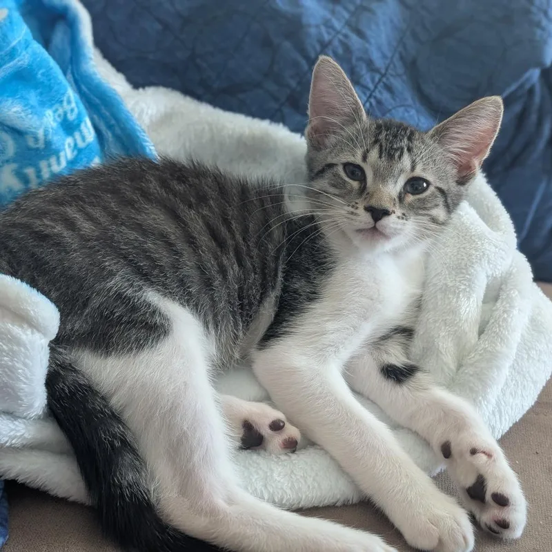 A baby small-sized male Gray / Blue / Silver Domestic Short Hair cat named Jerry for adoption in Fort Lauderdale, FL