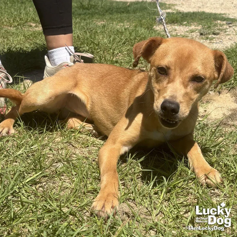 A young small-sized female Retriever dog named Cecilia for adoption in Washington, DC