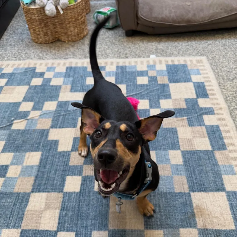 A young small-sized female Black Dachshund dog named Pebbles for adoption in Falls Church, VA