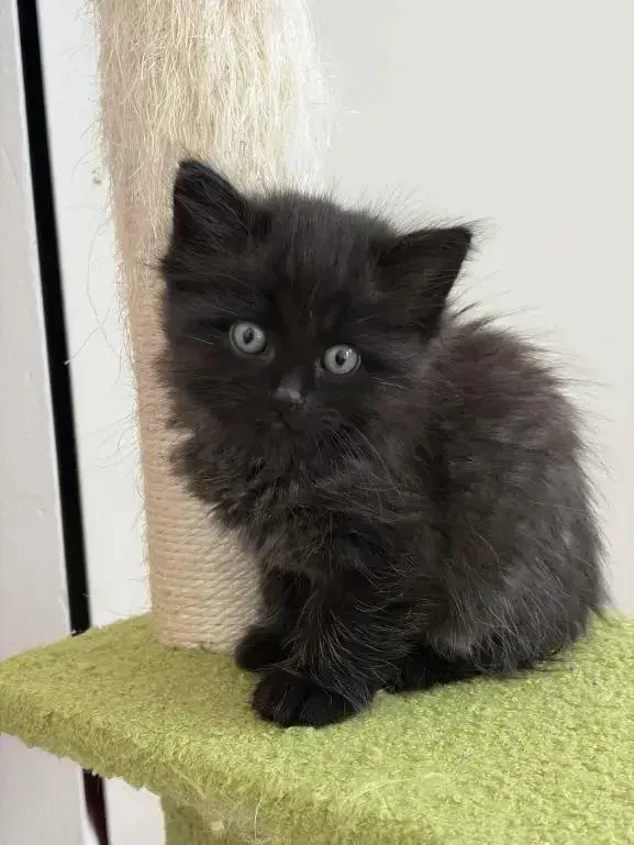 A baby small-sized female Black Domestic Short Hair cat named Iris for adoption in Grand Rapids, MI