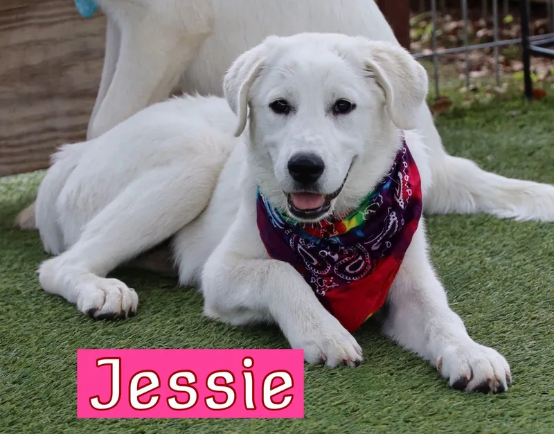 A young large-sized female Labrador Retriever dog named Jessie for adoption in Keller, TX