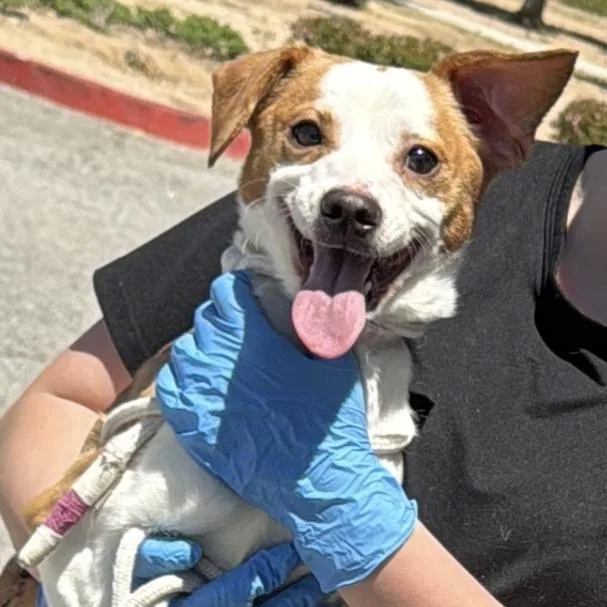 An adult small-sized male White / Cream Beagle dog named Auggie for adoption in Middletown, NY