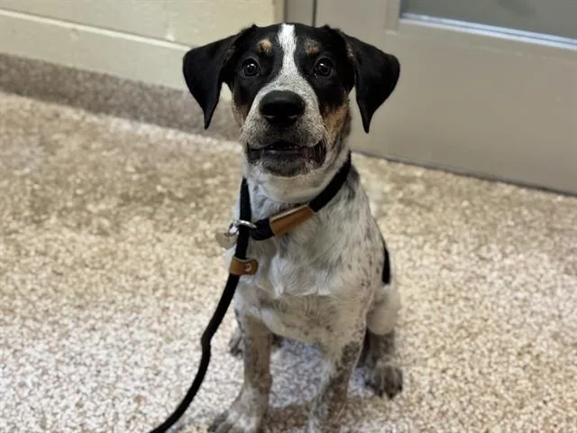 A baby medium-sized male Bluetick Coonhound dog named Peewee for adoption in Pueblo, CO