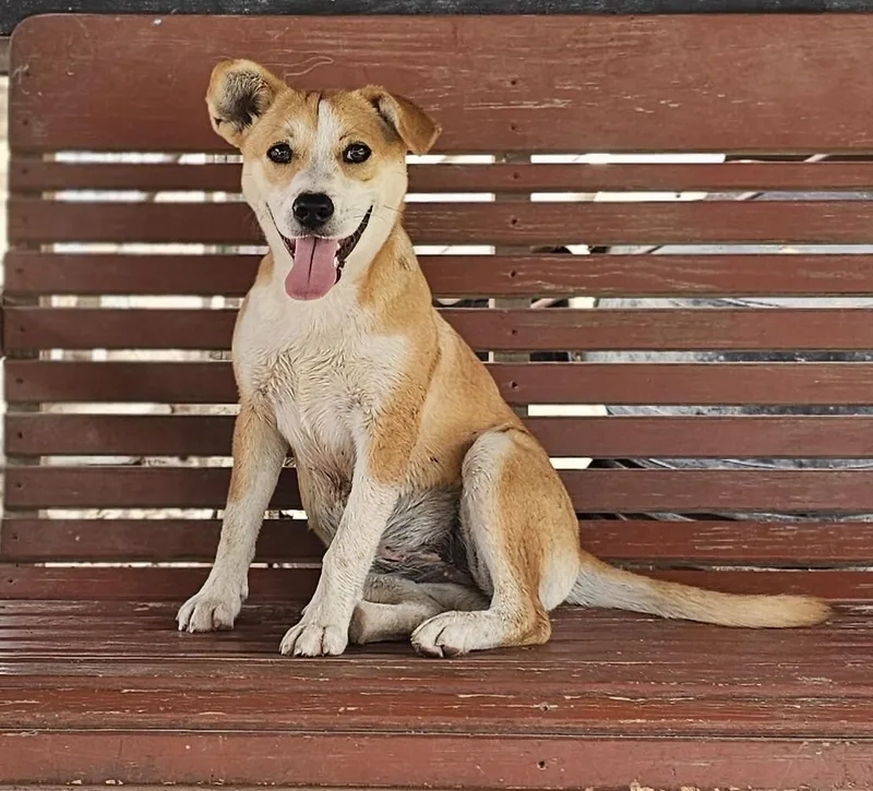 A young small-sized female Cattle Dog dog named Mary for adoption in Sheridan, TX