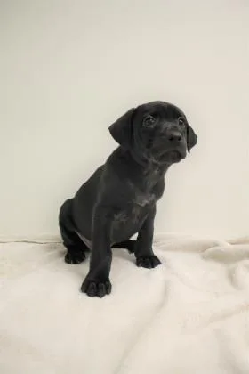 An adult large-sized female Cattle Dog dog named Nyx for adoption in Phoenix, AZ