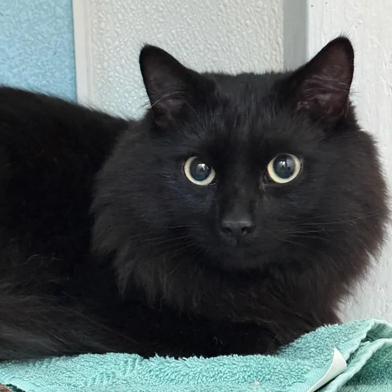 A young large-sized male Black Domestic Medium Hair cat named Rory for adoption in Hawthorne, CA
