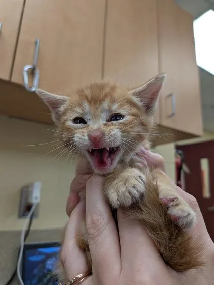 A baby small-sized male Domestic Short Hair cat named Nugget for adoption in Independence, MO