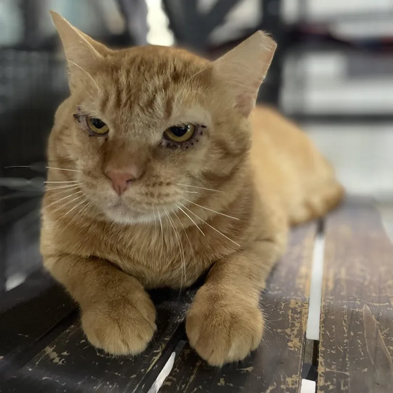 An adult large-sized male Orange / Red Domestic Medium Hair cat named Cannon for adoption in Seminole, FL