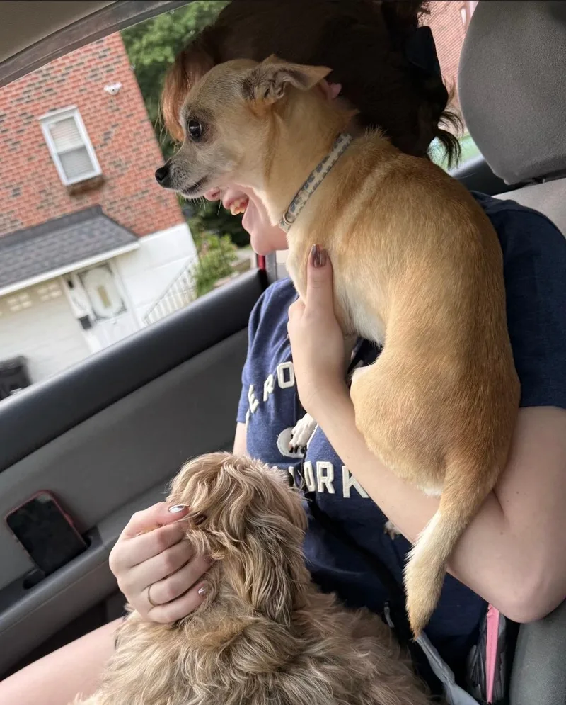 A young small-sized male Chihuahua dog named Lucky for adoption in Philadelphia, PA
