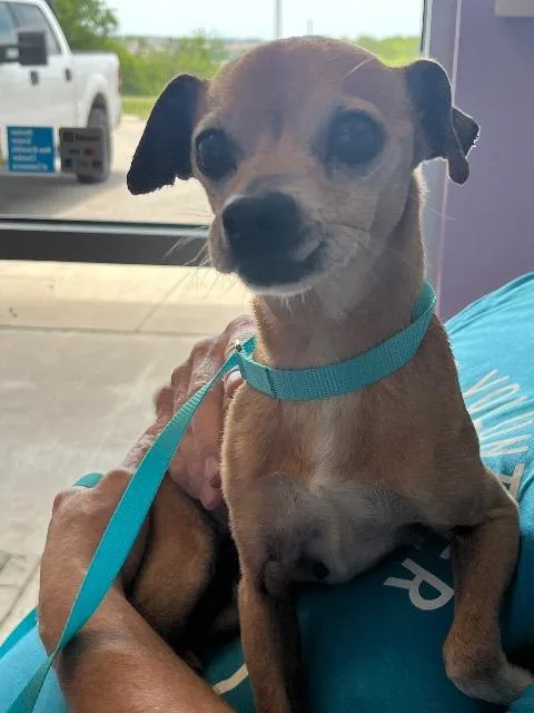 A senior small-sized male Chihuahua dog named Sir for adoption in New Braunfels, TX