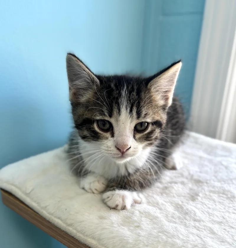A baby medium-sized female Tabby (Brown / Chocolate) Domestic Short Hair cat named Clara for adoption in Bardstown, KY