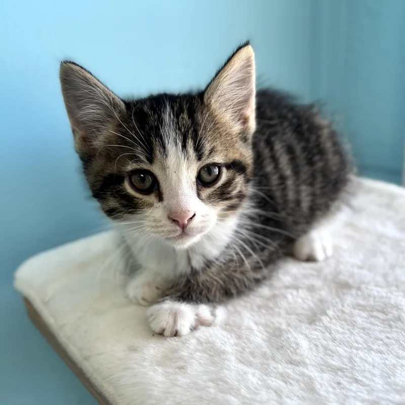 Clara thumbnail 3