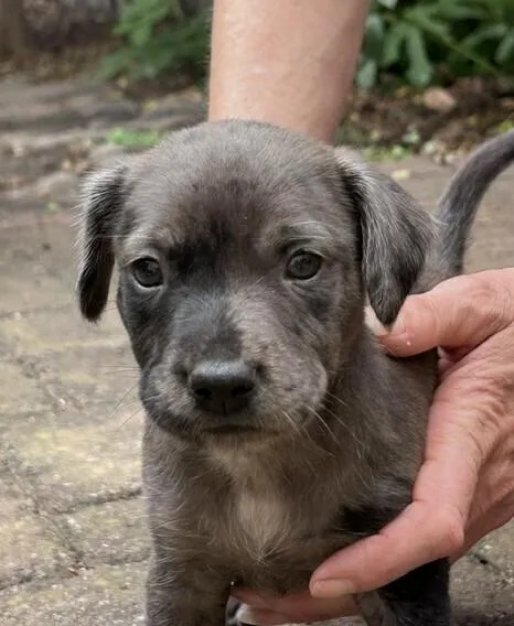 Baby Bleu