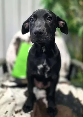 A young medium-sized male Mixed Breed dog named Hookfang for adoption in Racine, WI