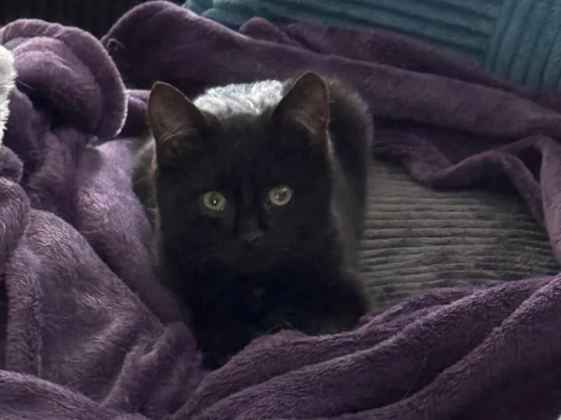 Captain Crunch Lowkey Young thumbnail 3