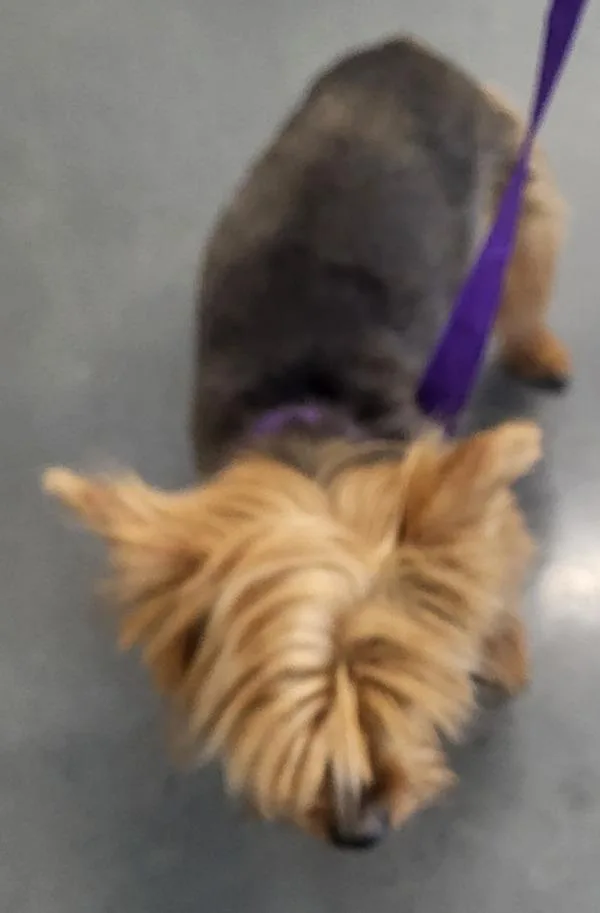 A senior small-sized female Yorkshire Terrier dog named Pen  Muffin for adoption in Lawrenceville, GA