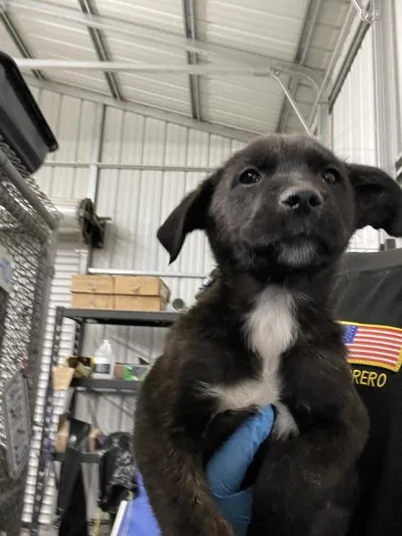 A baby small-sized male Shepherd dog named Fuji for adoption in Victorville, CA