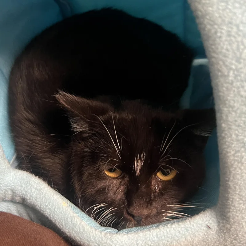 Tino Bonino  Felv+ thumbnail 2