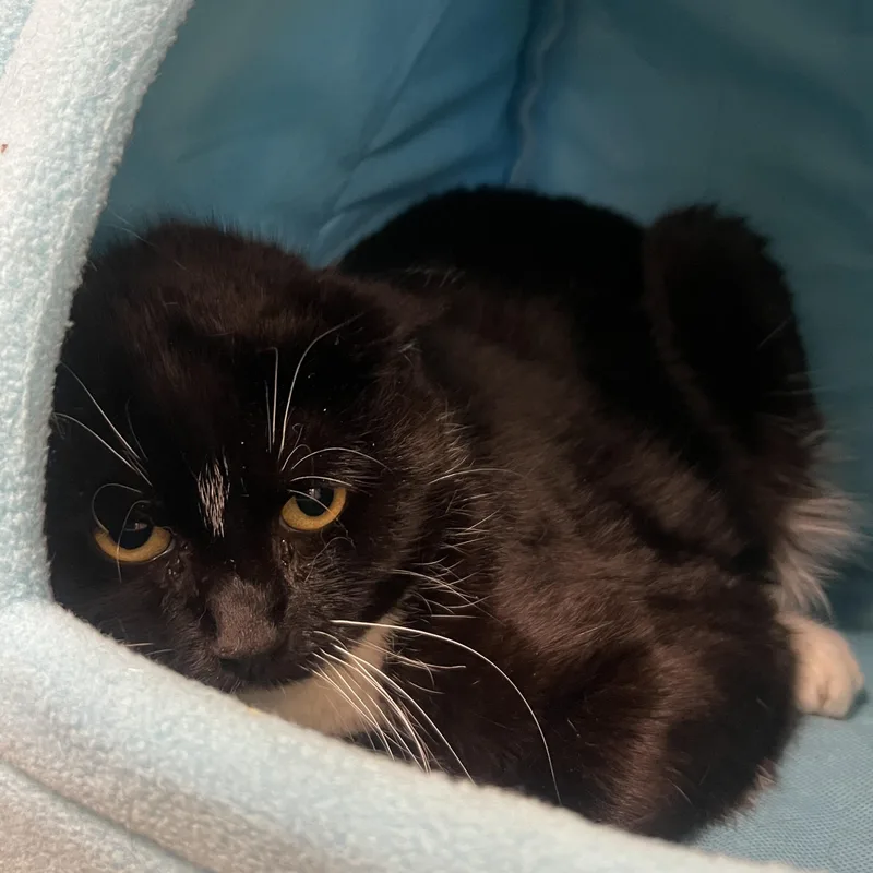 Tino Bonino  Felv+ thumbnail 3