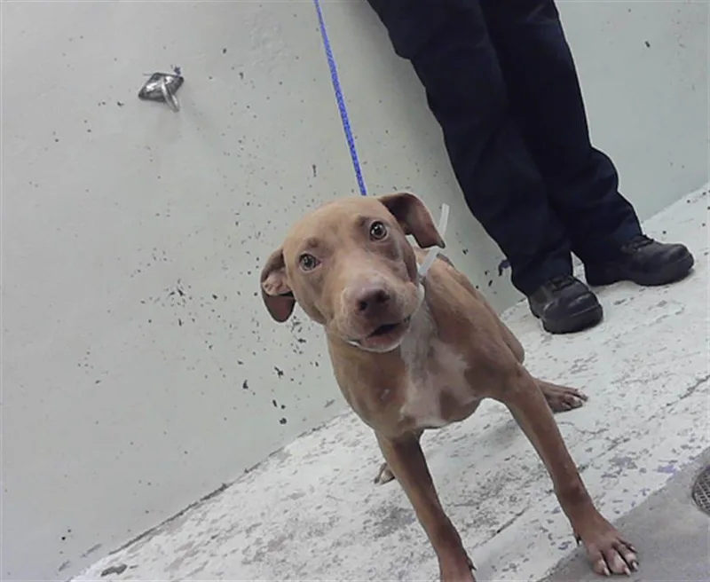 A young medium-sized male Staffordshire Bull Terrier dog named Rigby for adoption in Houston, TX