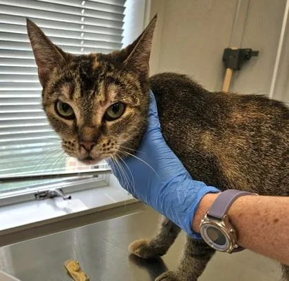 An adult medium-sized female Domestic Short Hair cat named Sephora for adoption in Lafayette, IN