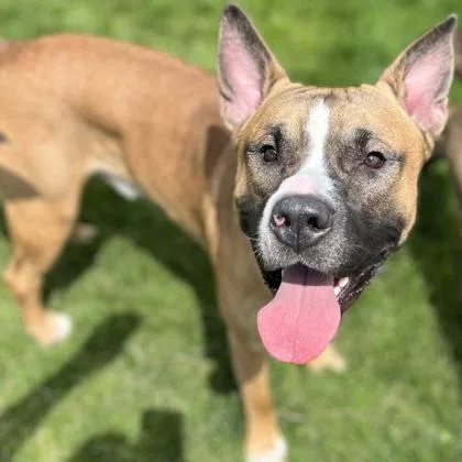 A young medium-sized male Mixed Breed dog named Bruno for adoption in Janesville, WI