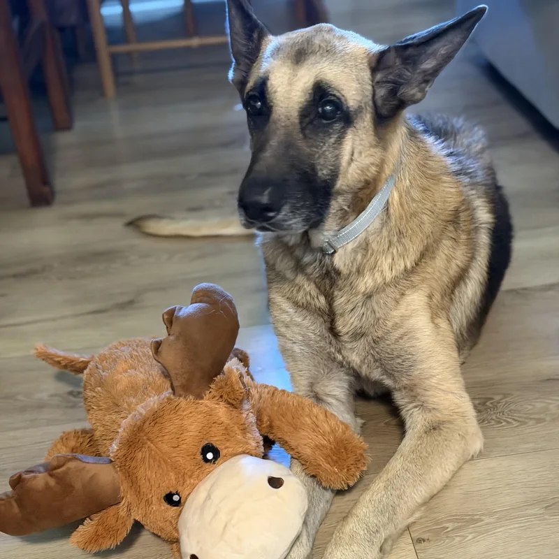 An adult large-sized male German Shepherd Dog named Fritz for adoption in Delray Beach, FL