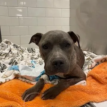 An adult medium-sized female Brindle Mixed Breed dog named Whisper for adoption in West Chester, PA