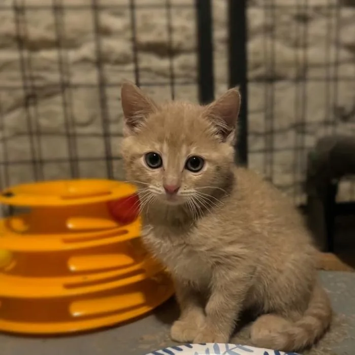 A baby small-sized male Buff / Tan / Fawn Domestic Short Hair cat named Kip for adoption in DeKalb, IL