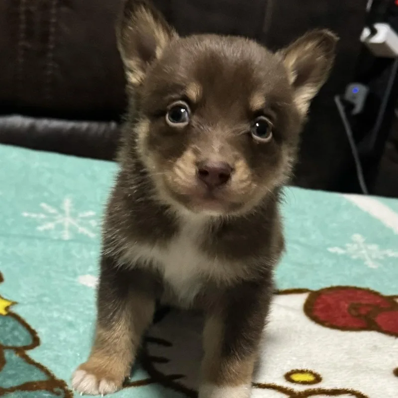 A baby medium-sized female Pomsky dog named Katrina for adoption in Oak Bluffs, MA