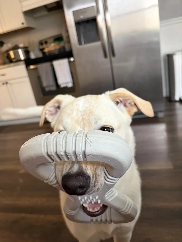 A young large-sized female Labrador Retriever dog named Marry Me : Taylor for adoption in Aurora, IN