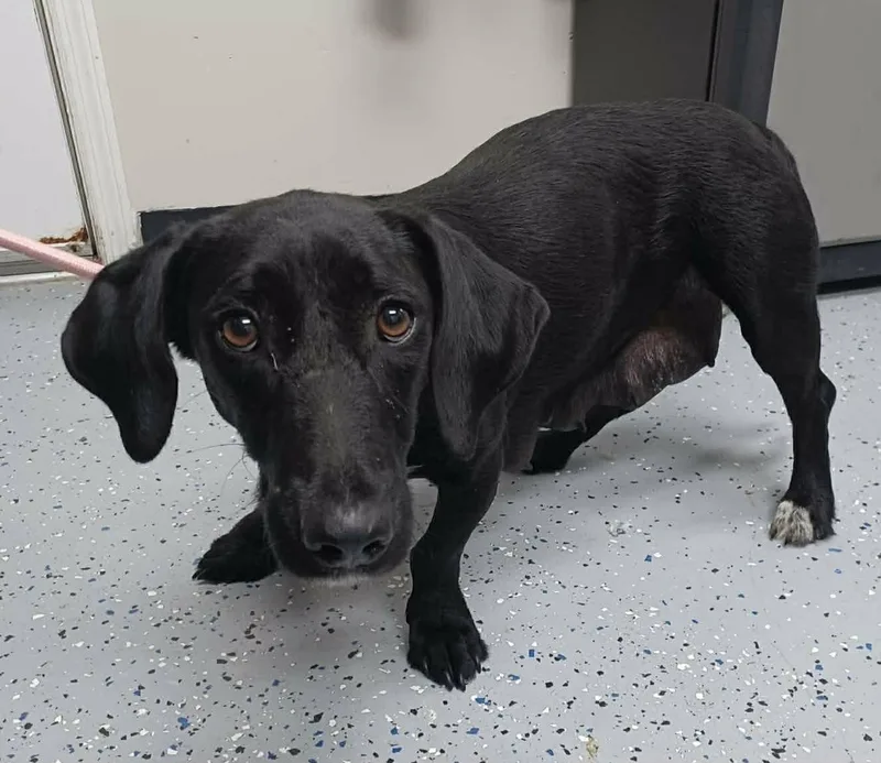 An adult medium-sized female Black Dachshund dog named Make Believe for adoption in New York, NY