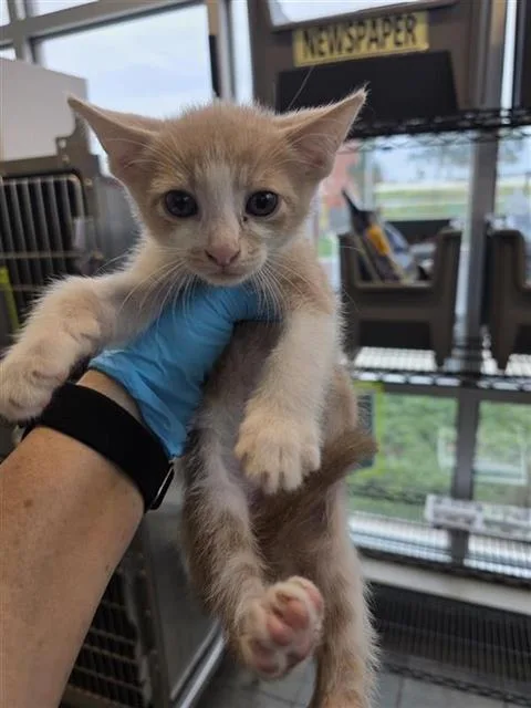 A baby small-sized male Domestic Short Hair cat named Kit for adoption in San Antonio, TX