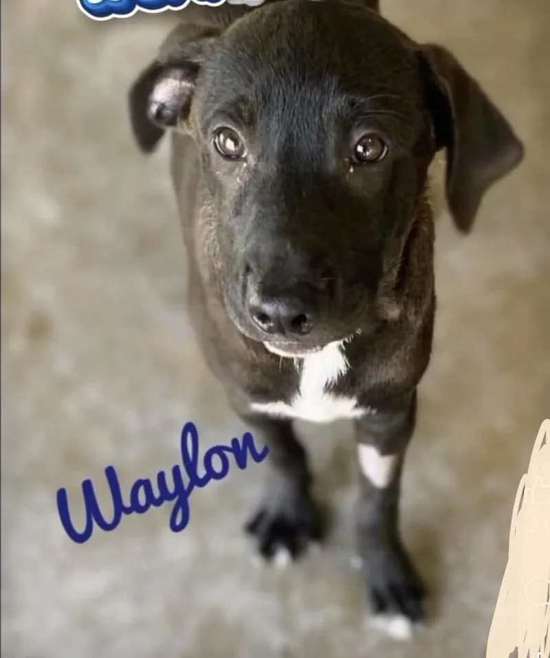 Waylon thumbnail 5