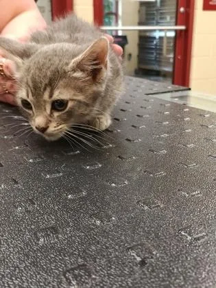 A baby small-sized male Domestic Short Hair cat named Winger for adoption in Independence, MO