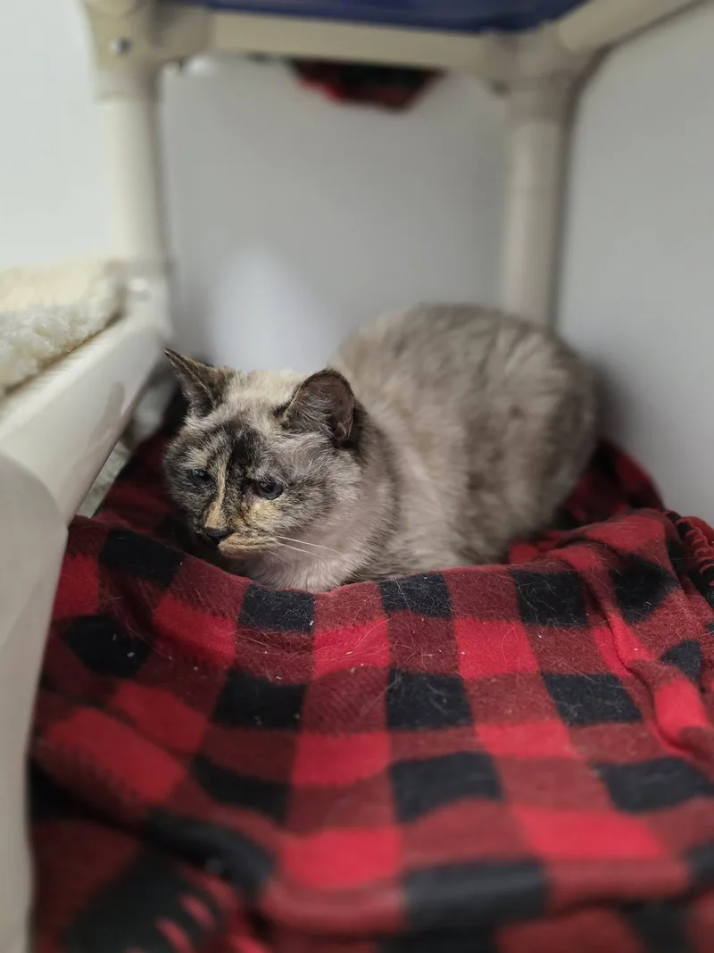 A senior medium-sized female Seal Point Siamese cat named Boo for adoption in Shelby, MI