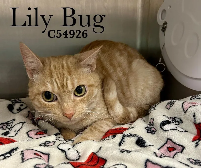 Lily Bug