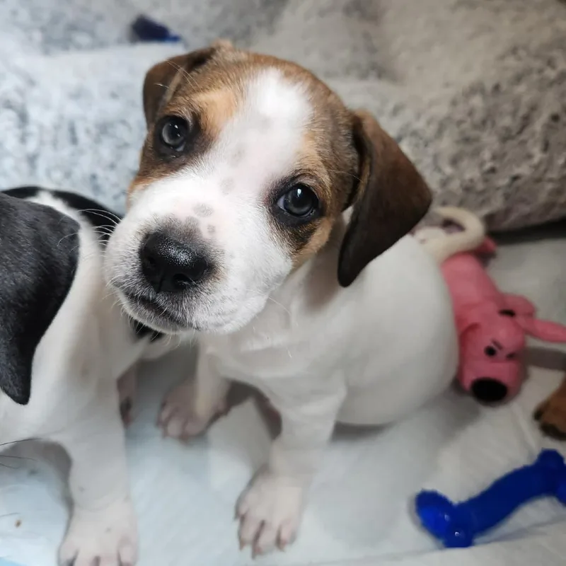 A baby small-sized female White / Cream Beagle dog named Mantis for adoption in Rockville, MD