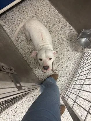 An adult large-sized female Mixed Breed dog named Ivory for adoption in Atlanta, GA