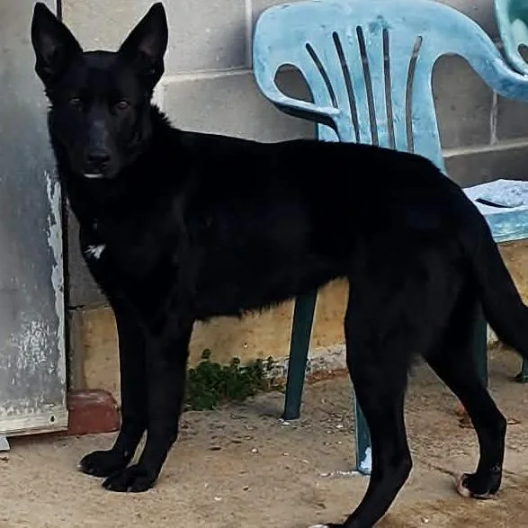 An adult large-sized female Black German Shepherd Dog dog named Twigs for adoption in Corydon, IN