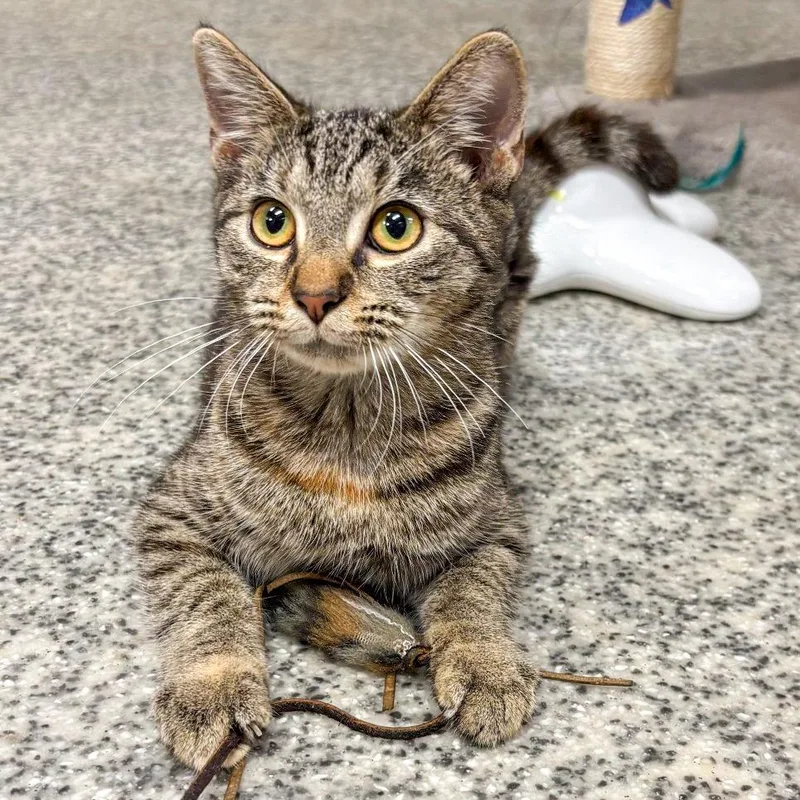 A baby small-sized female Brown / Chocolate Domestic Short Hair cat named Thyme for adoption in Falls Church, VA