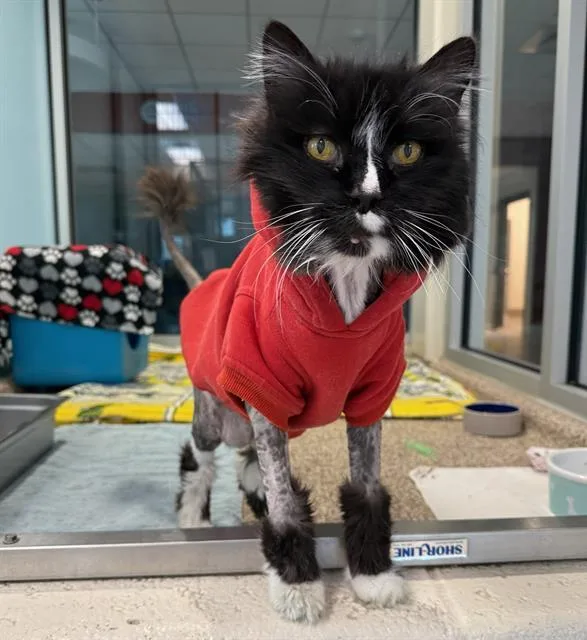 A senior small-sized male Domestic Long Hair cat named Calypso for adoption in Centerville, MA