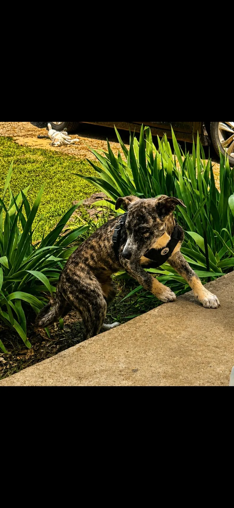 A baby medium-sized male Brindle Shepherd dog named Freddie Mercury for adoption in Holly Springs, MS