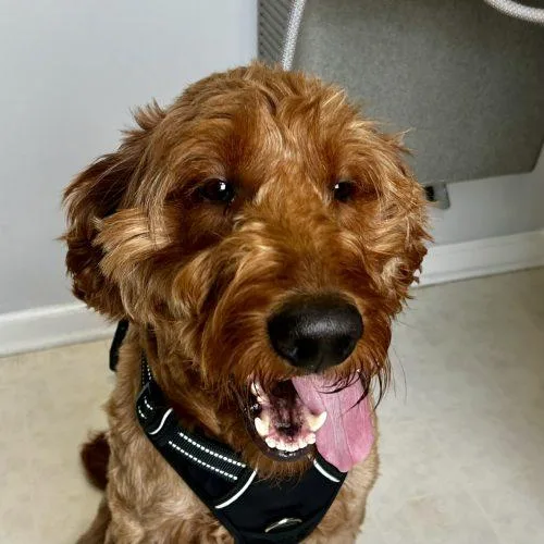 An adult large-sized female Red / Chestnut / Orange Golden Retriever dog named Mumford  D for adoption in Frankfort, KY